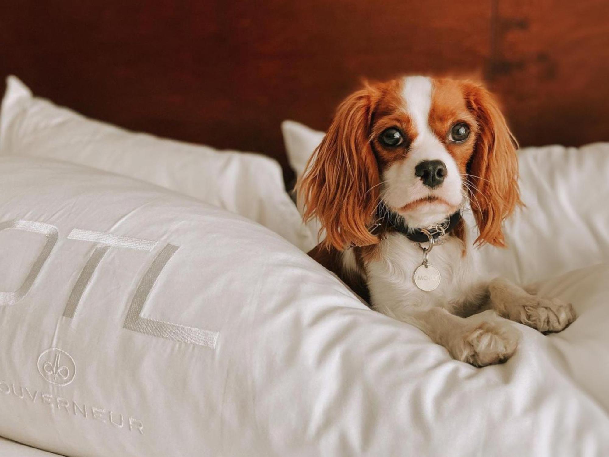 Otl Gouverneur Chicoutimi Exteriér fotografie A dog on a bed